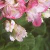 Pelargonium x hortorum 'Apple Blossom', flowers