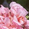 Pelargonium x hortorum 'American Light Salmon', flowers