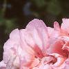 Pelargonium x hortorum 'American Light Salmon', flowers