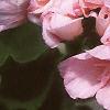 Pelargonium x hortorum 'American Light Salmon', flowers