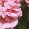 Pelargonium x hortorum 'American Light Salmon', flowers
