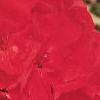 Pelargonium x hortorum 'Eclipse Red', flowers