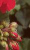 Pelargonium x hortorum 'Eclipse Red', flowers