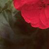 Pelargonium x hortorum 'Eclipse Red', flowers
