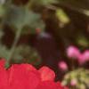 Pelargonium x hortorum 'Eclipse Red', flowers