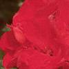 Pelargonium x hortorum 'Eclipse Red', flowers