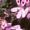 Pelargonium quercifolium, flowers