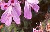 Pelargonium quercifolium, flowers