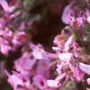Pelargonium quercifolium, flowers