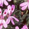 Pelargonium quercifolium, flowers