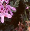 Pelargonium quercifolium, flowers