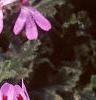 Pelargonium quercifolium, flowers