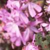 Pelargonium quercifolium, flowers