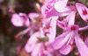 Pelargonium quercifolium, flowers