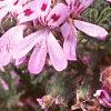 Pelargonium quercifolium, flowers