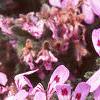 Pelargonium quercifolium, flowers