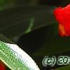 Seemannia sylvatica, flowers