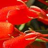 Seemannia sylvatica, flowers