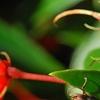 Seemannia sylvatica, flowers