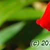 Seemannia sylvatica, flowers