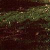 Ginkgo biloba, habit