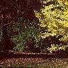 Ginkgo biloba, habit