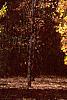 Ginkgo biloba, habit
