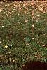 Ginkgo biloba, habit
