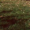 Ginkgo biloba, habit