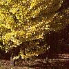 Ginkgo biloba, habit