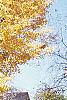 Ginkgo biloba, habit