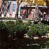 Ginkgo biloba, habit