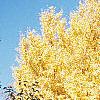 Ginkgo biloba, habit