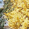Ginkgo biloba, habit