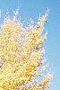 Ginkgo biloba, habit