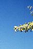 Ginkgo biloba, habit
