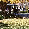 Ginkgo biloba, habit
