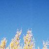 Ginkgo biloba, habit