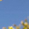 Ginkgo biloba, fruit