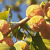 Ginkgo biloba, fruit