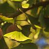 Ginkgo biloba, fruit