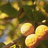 Ginkgo biloba, fruit