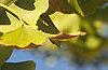 Ginkgo biloba, fruit