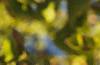 Ginkgo biloba, fruit