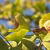 Ginkgo biloba, fruit