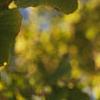 Ginkgo biloba, fruit