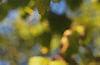Ginkgo biloba, fruit