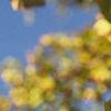 Ginkgo biloba, fruit