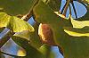 Ginkgo biloba, fruit