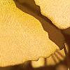 Ginkgo biloba, fall color